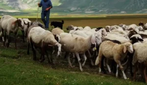 Қойшы-малшыларға 55 жастан бастап арнайы әлеуметтік төлем қарастырылды