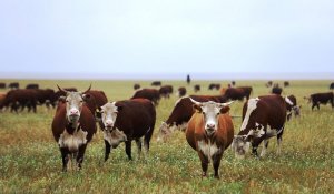 Шопандарға 55 жастан төлем, мал басы 12 миллионға жетеді: Үкімет мал шаруашылығын түбегейлі жаңғыртпақ