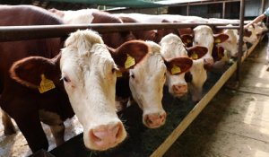 Батыс Қазақстанда ірі қара жаппай белгісіз ауруға шалдыққан