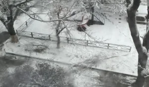 Шымкентте ағаш құлап, бала көз жұмды: Қайғылы оқиғаға қатысты жаңа деректер шықты