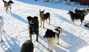 Алматы облысында егде әйелді он шақты ит талап тастаған