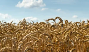 Бидай қысқарады, жемшөп көбейеді: 2026 жылы не егеміз