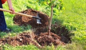 ШҚО-да екі жылда 36 млн дана көшет отырғызылады