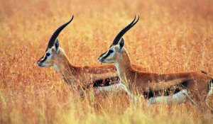 Жамбыл облысында Қызыл кітапқа енген қарақұйрықты атқан браконьер ұсталды