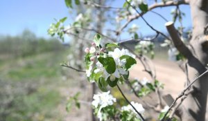 Алматы облысында алма бақтар гүлдеді