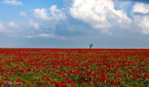 Жамбылда «Қызғалдақ мұра» халықаралық фестивалі өтеді