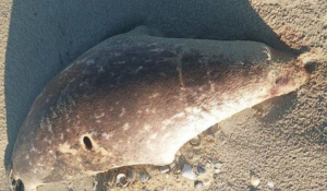 Каспий теңізінің жағалауынан жүзге жуық өлі итбалық табылды