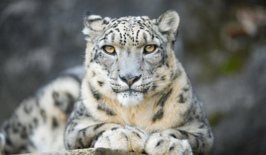 Қазақстанда қар барысының саны 190-ға жетті — Тоқаев