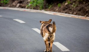 Сенат эвтаназияға қарсы: Жануарлар туралы заң Мәжіліске қайтарылды