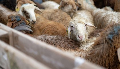 Алматыда Құрбан айт кезінде құрбандық шалатын орындар анықталды
