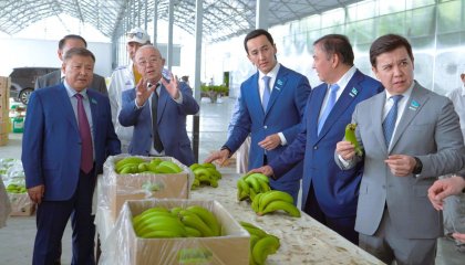 Түркістан өңірінде банан өсіп, балық бапталуда