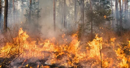 «Семей орманы» өртіне кінәлі деп танылған екі министрліктің шенеуніктері сотталды