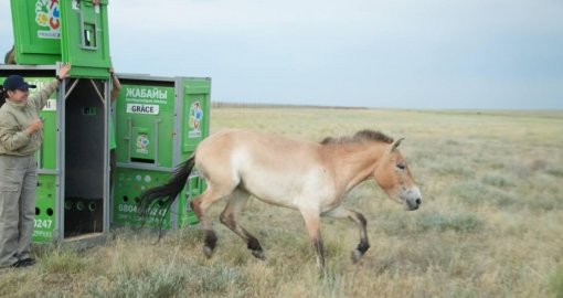Қазақ даласына Чехиядан әкелінген керқұландар жіберілді