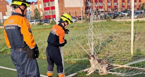 "Қақпашы ит": Петропавлда мектептегі футбол алаңынан ит құтқарылды