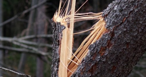 Сынған ағаш әйелдің үстіне құлады: әкімдік мәлімдеме жасады