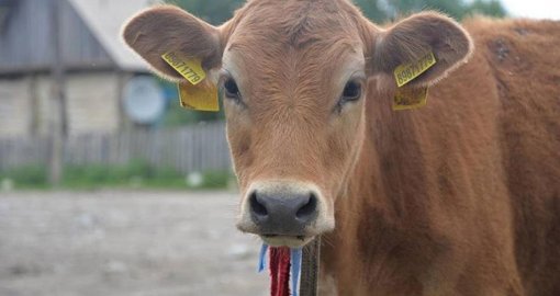 Маралдыдағы малдың қырылуы: экологтар нені анықтады