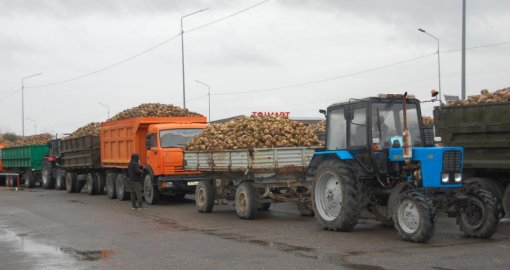 Жетісудағы қант зауыттары қант қызылшасын қабылдай бастады