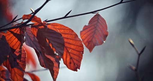 Қазақстанның басым бөлігінде жауын-шашынсыз ауа райы күтіледі