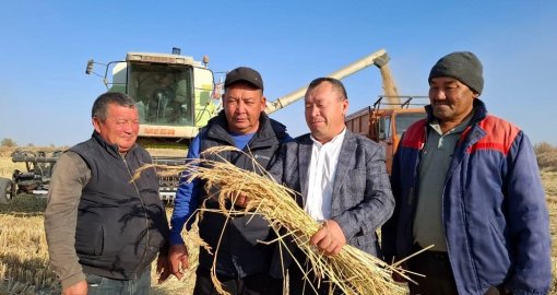 Балқаш ауданында күріш жинау науқаны қарқынды жүріп жатыр