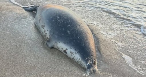 Каспий жағасынан 100-ден астам итбалық өлі табылды