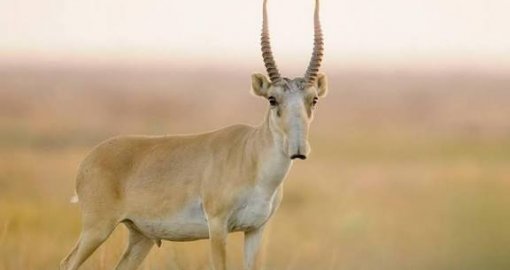 Киік еті қай жолмен ауланады және қалай тексеріледі