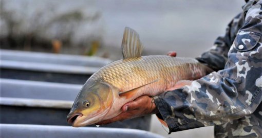 ШҚО-да биыл 2,5 мың тонна тауарлы балық өндіріледі