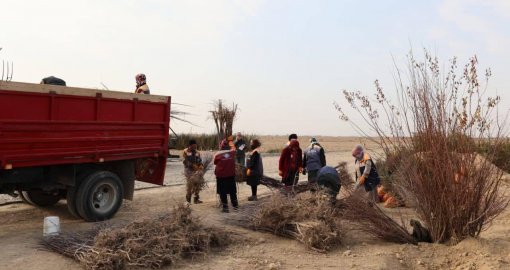 Түркістанның экологиялық тынысы: 10 гектар аумақта жаңа тұқымбақ іске қосылды