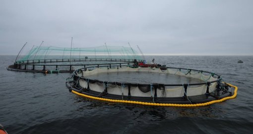 Маңғыстауда Орталық Азиядағы алғашқы теңіз аквашаруашылық жобасы іске асуда