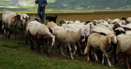 Қойшы-малшыларға 55 жастан бастап арнайы әлеуметтік төлем қарастырылды