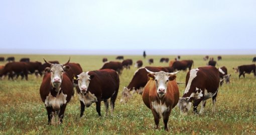 Шопандарға 55 жастан төлем, мал басы 12 миллионға жетеді: Үкімет мал шаруашылығын түбегейлі жаңғыртпақ