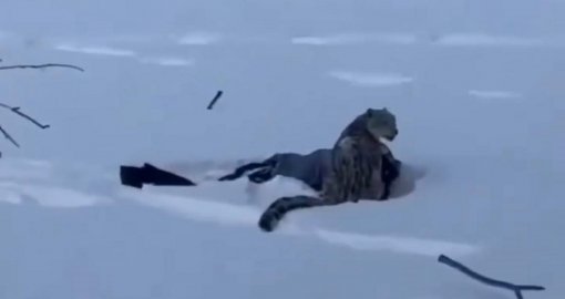 Қар барысы шаңғышыға шабуыл жасады