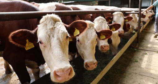 Батыс Қазақстанда ірі қара жаппай белгісіз ауруға шалдыққан