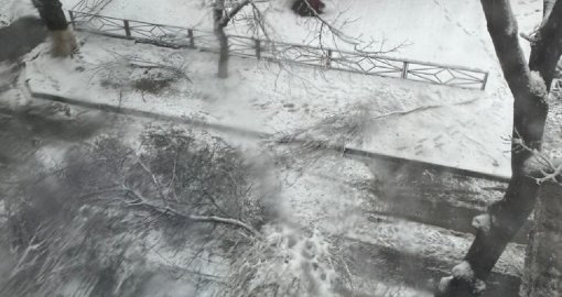 Шымкентте 10 жасар бала құлаған ағаш бұтағының астында қалып қайтыс болды