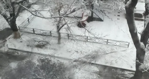 Шымкентте 4-сынып оқушысы ағаш бұтағының астында қалып қайтыс болды