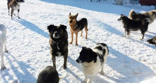 Алматы облысында егде әйелді он шақты ит талап тастаған