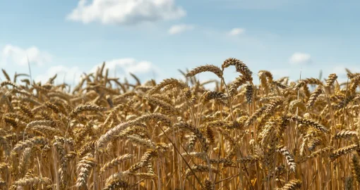 Бидай қысқарады, жемшөп көбейеді: 2026 жылы не егеміз