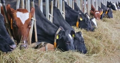 Қазақстан Ресейден мал азығын әкелуге уақытша тыйым салды