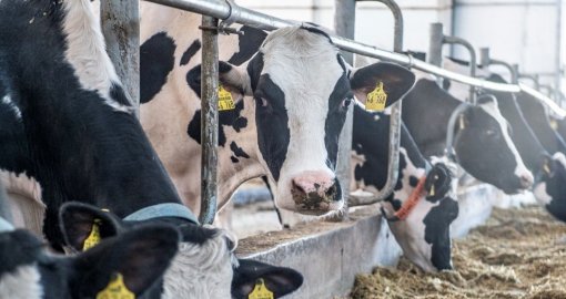 Қытайдың Қазақстанмен шекаралас аймағында аусыл ауруы өршіп тұр