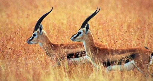 Жамбыл облысында Қызыл кітапқа енген қарақұйрықты атқан браконьер ұсталды