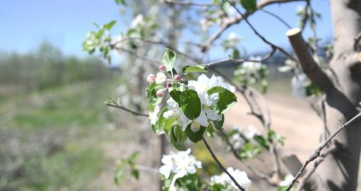 Алматы облысында алма бақтар гүлдеді
