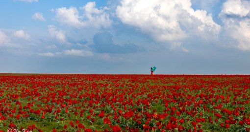 Жамбылда «Қызғалдақ мұра» халықаралық фестивалі өтеді