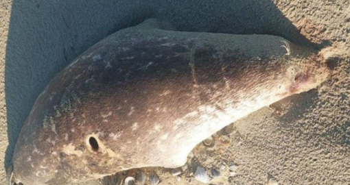 Каспий теңізінің жағалауынан жүзге жуық өлі итбалық табылды