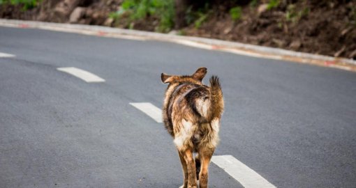 Бұралқы иттерді атуға тыйым салына ма: Сенаторлар заңды Мәжіліске қайтарды