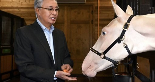 Тоқаев әр жылдары сыйға тартылған тұлпарлардың күтімін көріп қайтты