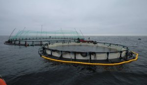 Маңғыстауда Орталық Азиядағы алғашқы теңіз аквашаруашылық жобасы іске асуда