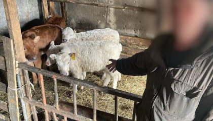 СҚО-дағы фермадан жұмысшылар 50 бас ірі қара малдың төлін ұрлап кеткен
